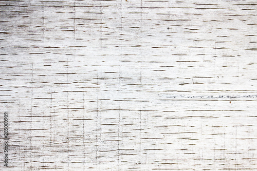 the texture of the tree bark. background for your design