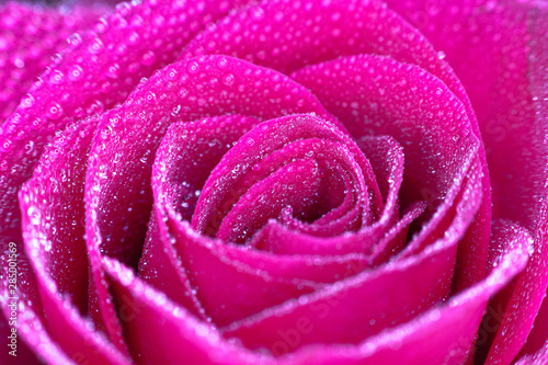 Red Roses