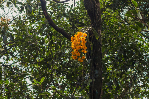 Yellow Orchid Plant Hanging from Branch of a Tree in Cherrapunji (Sohra), Meghalaya, India