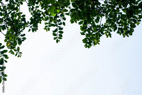 Branches of a tree with leaves against the sky on the part of picture