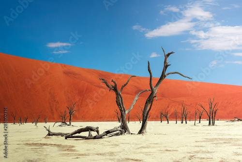 Dead camel thorn trees and the red dunes of Deadvlei in Namibia