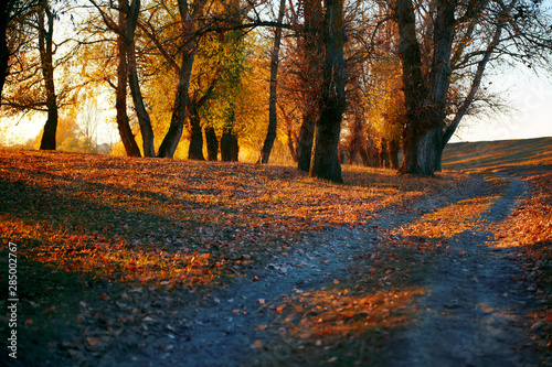 ground road and beautiful trees in the autumn forest,bright sunlight with shadows at sunset