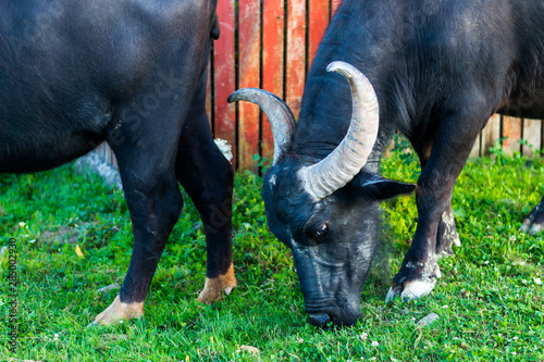 buffalo eating grass near the street in Maramures County photo