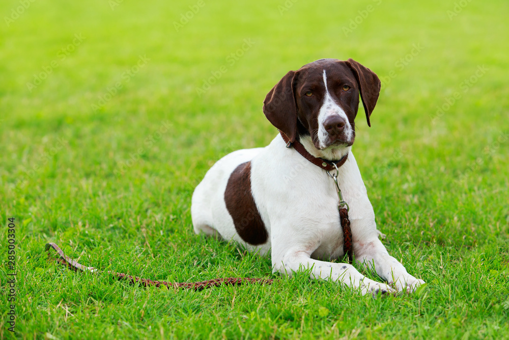 Dog breed German Shorthaired Pointer