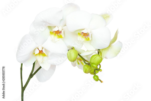 White orchid isolated