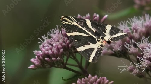 euplagia quadripunctaria, farfalla photo