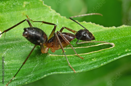 Macro Photo of Ant on Green Leaf Isolated on Background © backiris