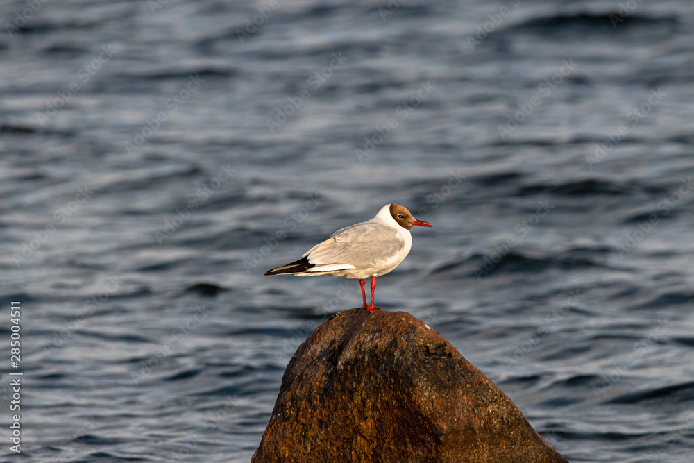 Lachmöwe steht auf Stein im Hintergrund Wasser Lachmöwe steht auf Stein im Hintergrund Wasser