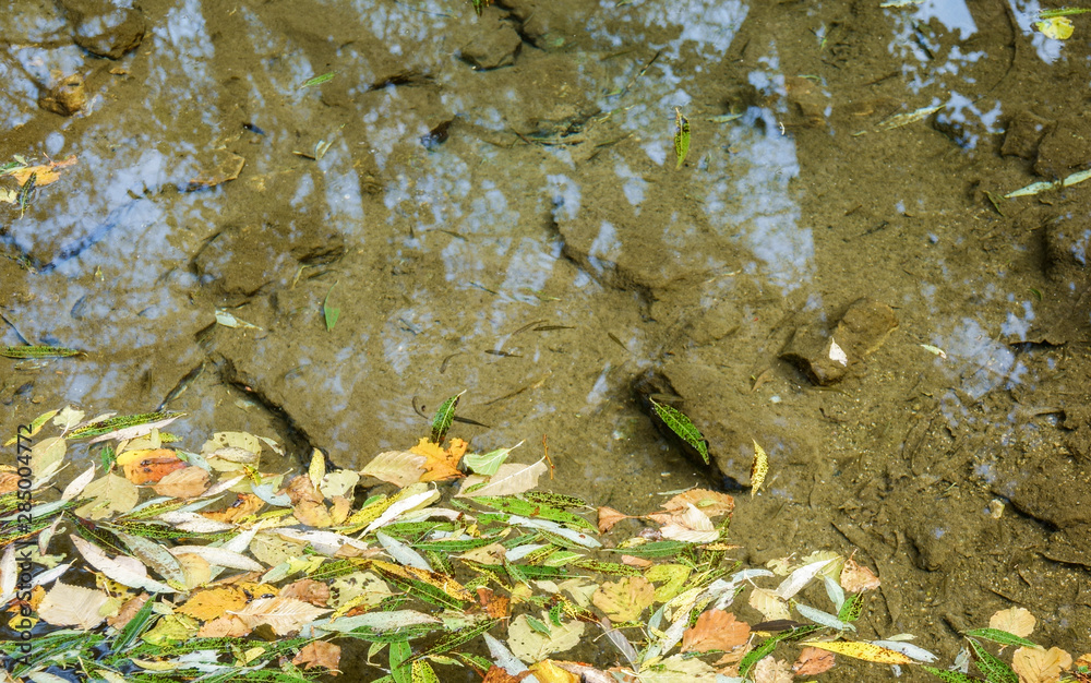 autumn willow leaves in water floating in a pond of still water. autumn willow leaves in water floating in a pond of still water.