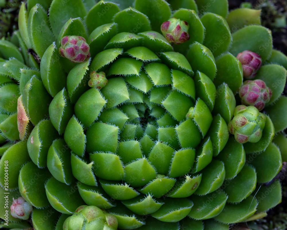 Obraz premium Green rosette Echeveria succulent plant close up