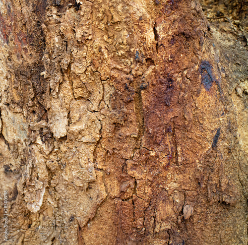 bark of a tree,abstract texture background