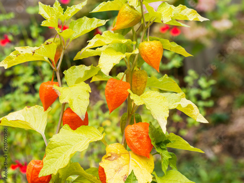 Mature Japanese-lantern plant or physalis alkekengi with orange to red husk like paper lanterns