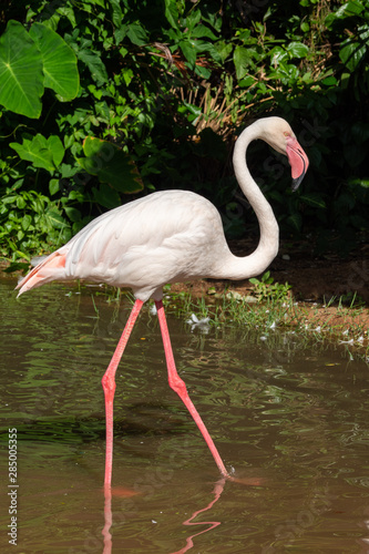 Flamingo is the most beautiful in the world