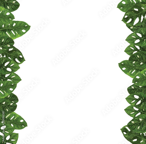 Monstera Obliqua 