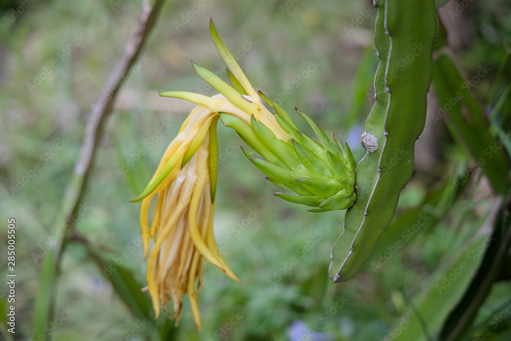Flower blooms of dragon fruit (hylocereus cactaceae). That is becoming the green dragon fruit. Flower blooms of dragon fruit (hylocereus cactaceae). That is becoming the green dragon fruit.