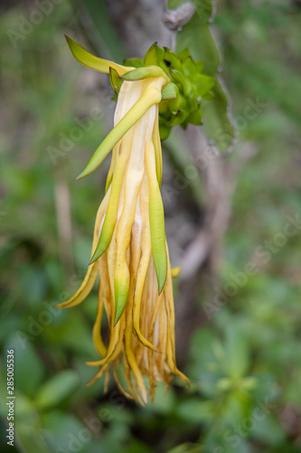 Flower blooms of dragon fruit (hylocereus cactaceae). That is becoming the green dragon fruit.