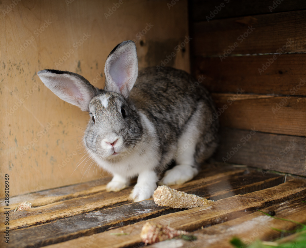 Obraz premium rabbits in a cage