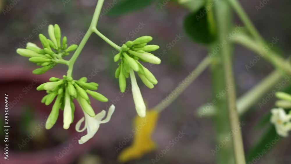 Close up The male (staminate) white flowers of the papaya tree before becoming papaya fruit.
