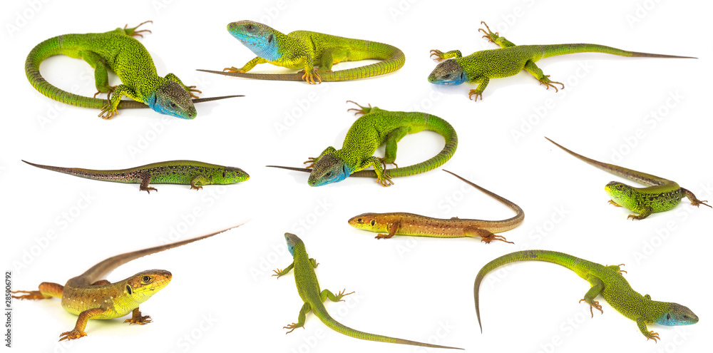 Green lizard set collection isolated on white background Green lizard set collection isolated on white background