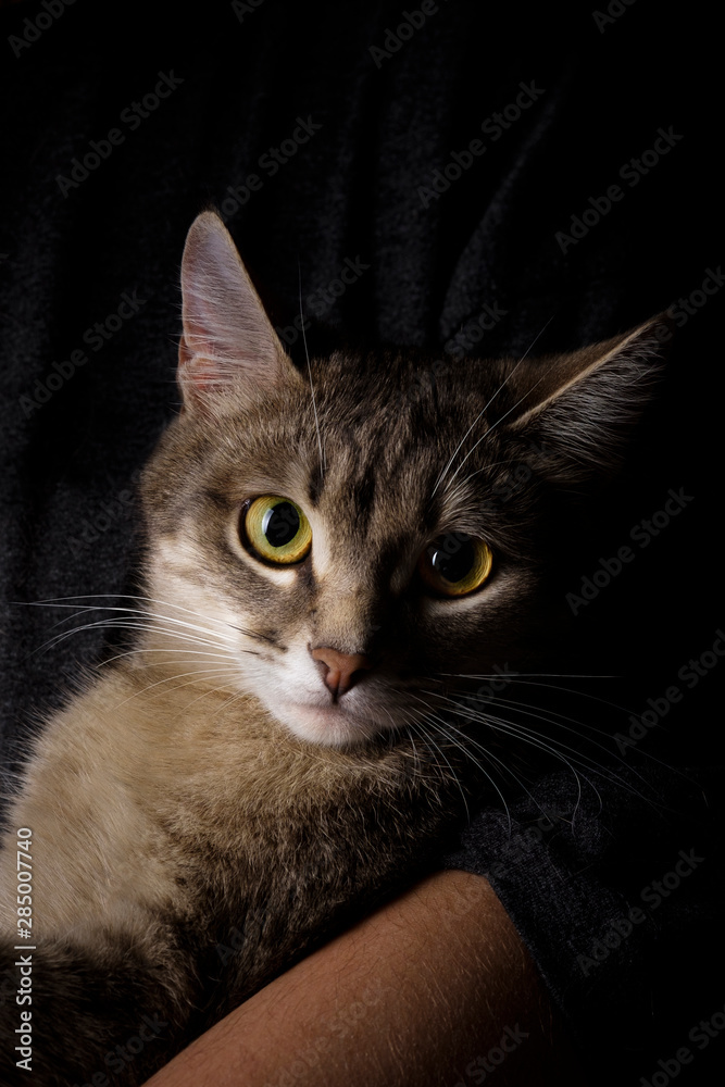 Gray cat is sitting on the hands. Gray tabby cute kitten with yellow eyes. Pets and lifestyle concept.