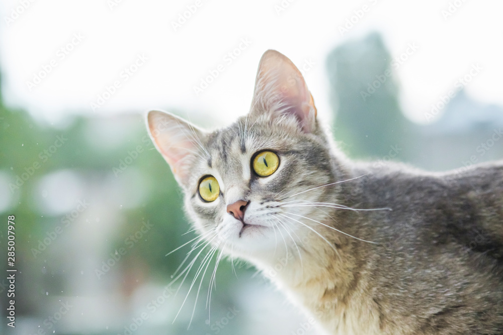 Portrait of a beautiful gray cat on a light background