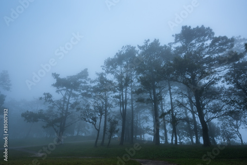 Forest path with pine and mist