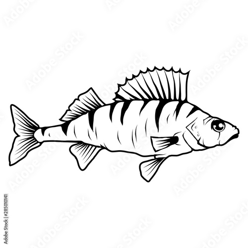 Hand Drawn Bass Fish. Sea Food. Bass Fish. Sea Inhabitants.Tasty Seafood. Ocean Sport Fishing. Fresh Seafood Product. Delicious Bass Fish. Diet. Big Best Bass Fish. Fishing. Vector graphics to design.