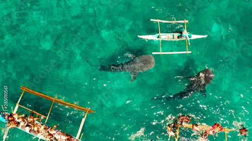 Tourists are watching whale sharks in the town of Oslob, Philippines, aerial view. Summer and travel vacation concept photo