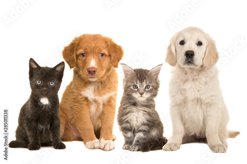 Group of young pets two sitting puppies and two sitting kittens facing the camera isolated on a white background