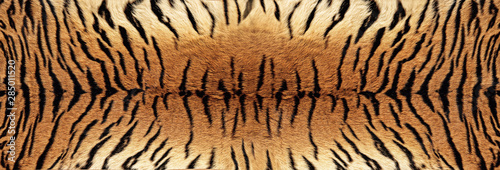 Tiger skin Texture - Image