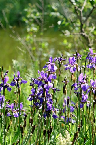 purple flowers in the park for background