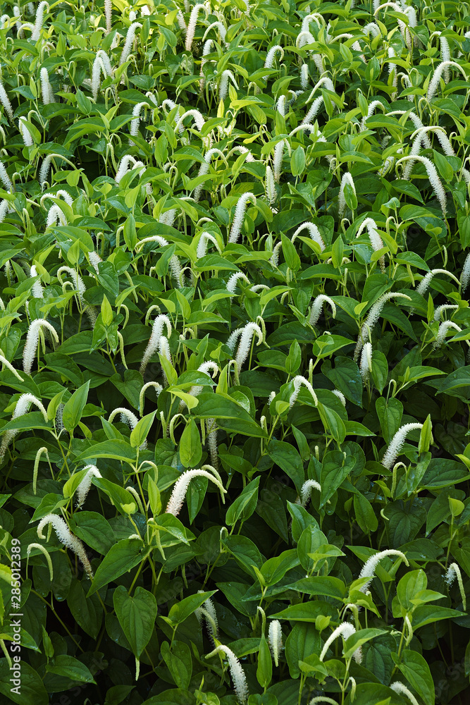 Lizard's tail (Saururus cernuus). Known also as Water-dragon and Swamp Root.