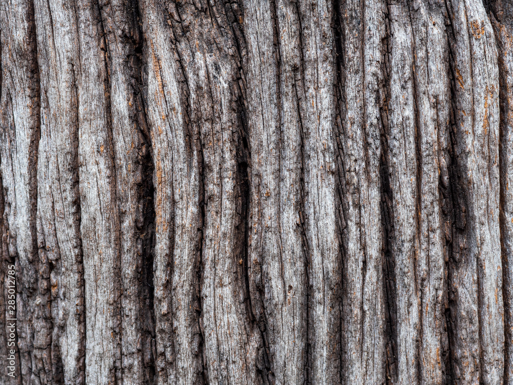 texture petrified wood texture petrified wood