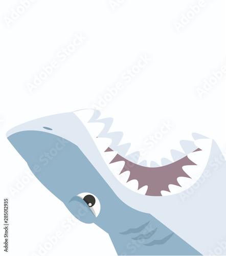 Shark open mouth on a white background