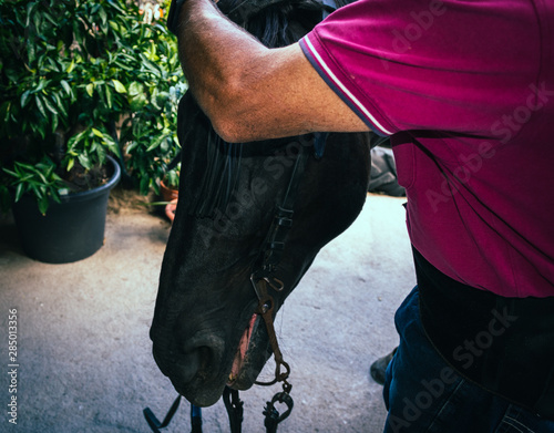 man in red t-shirt nodding black horse photo