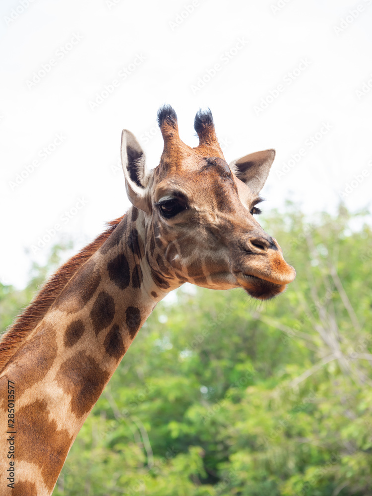 The giraffe is the highest animal