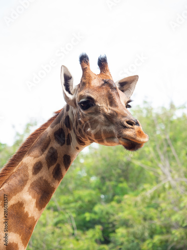 The giraffe is the highest animal © nitinan