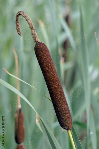 Schilf mit Rohrkolben photo