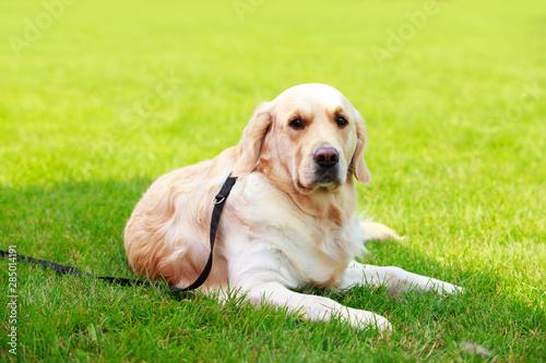 Dog breed Labrador Retriever