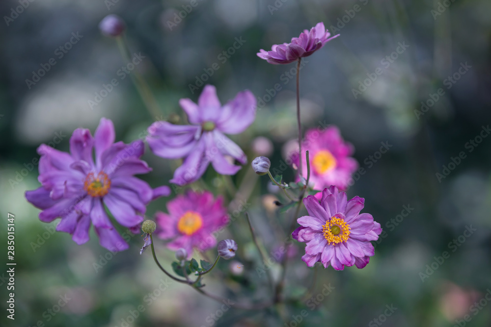 Flower pink Anemone hupehensis in the garden Flower pink Anemone hupehensis in the garden