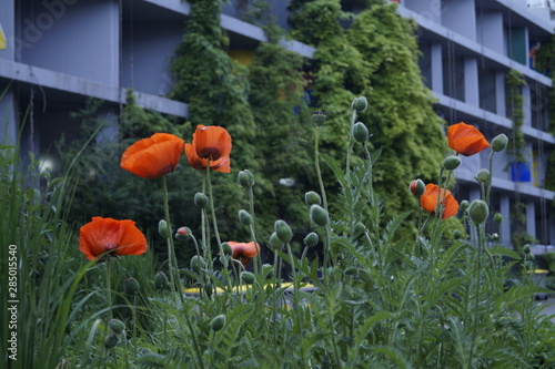 Poppies in the city