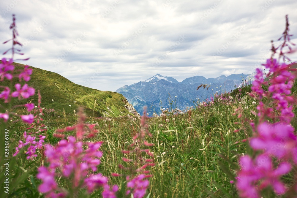 Alpine meadows and grasses