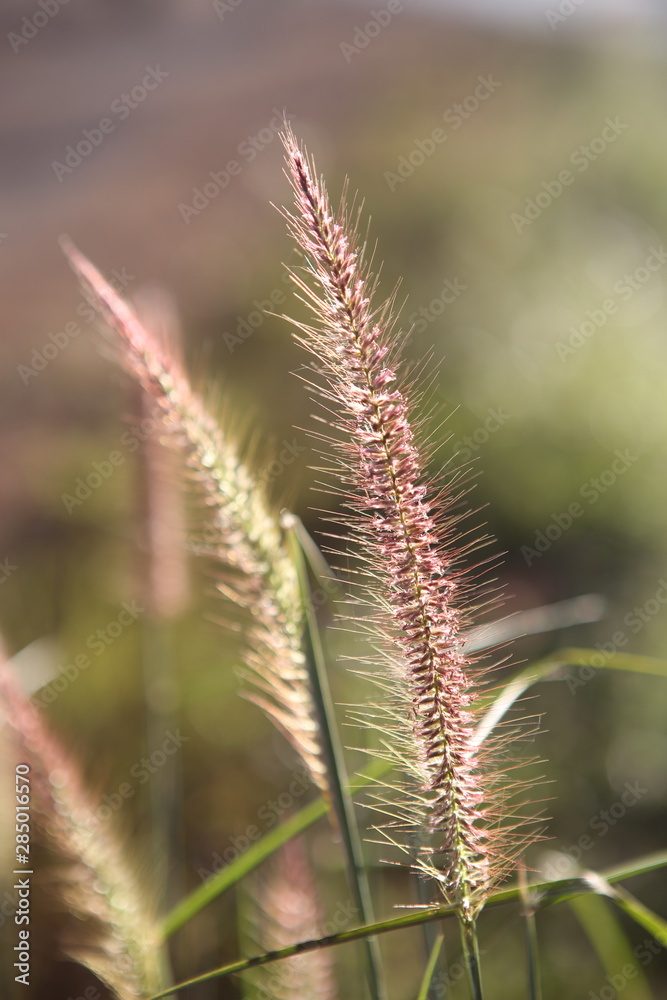 Super close up Grass flower