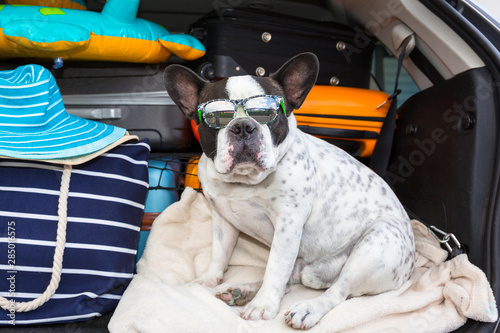 French bulldog sit in the car trunk with luggage ready to go for vacations.