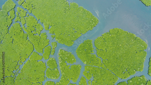 Mangrove green forests with rivers and channels on the tropical island, aerial drone. Mangrove landscape.