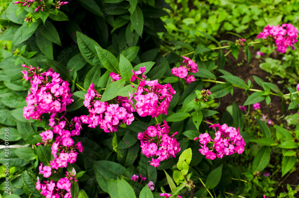 Pink bright flowers outdoor, phlox