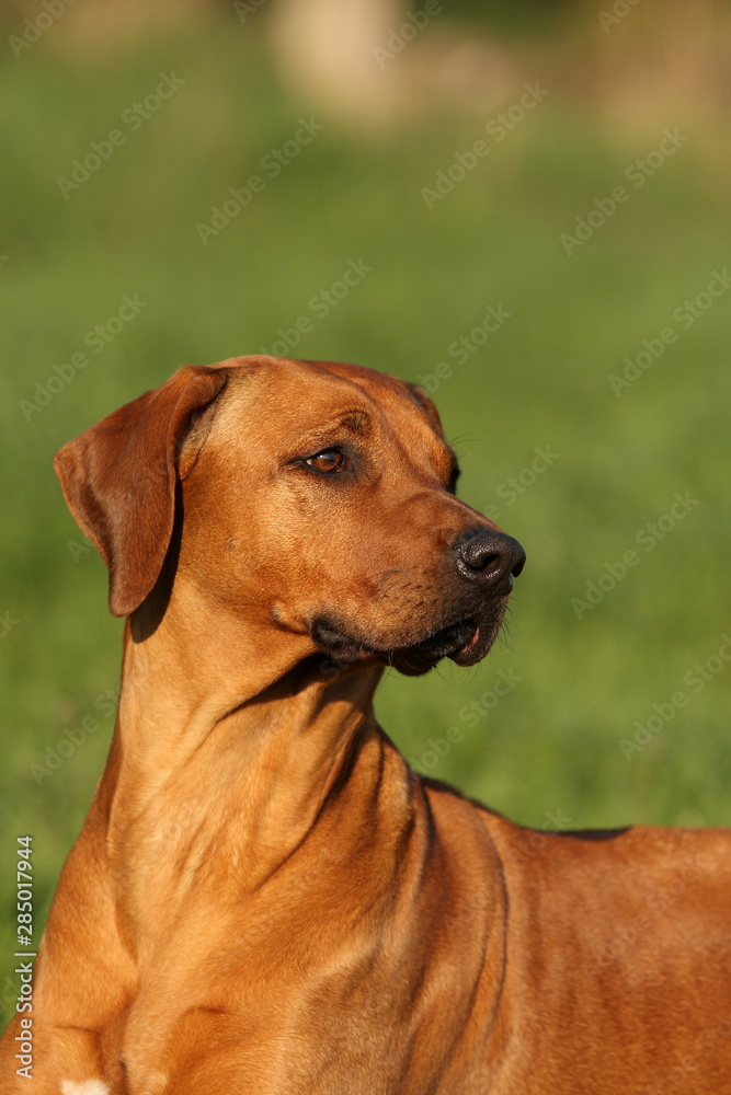 Rhodesian Ridgeback auf der Wiese Rhodesian Ridgeback auf der Wiese