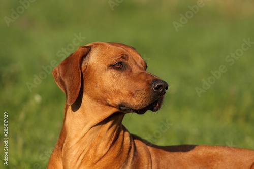 Rhodesian Ridgeback auf der Wiese