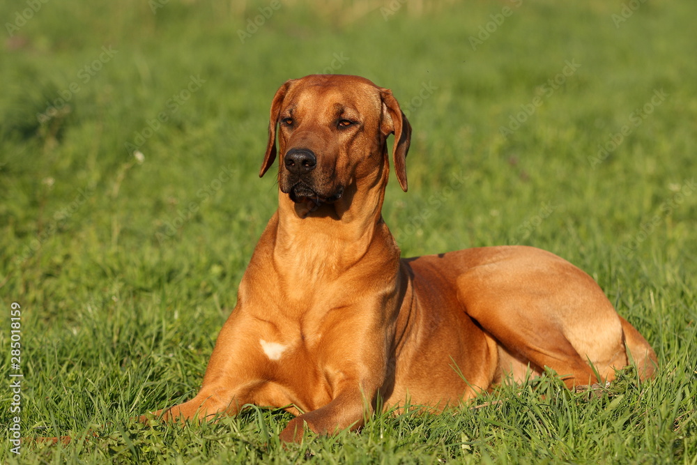 Hund Rhodesian Ridgeback auf der Wiese Rassehund Rüde Hund Rhodesian Ridgeback auf der Wiese Rassehund Rüde