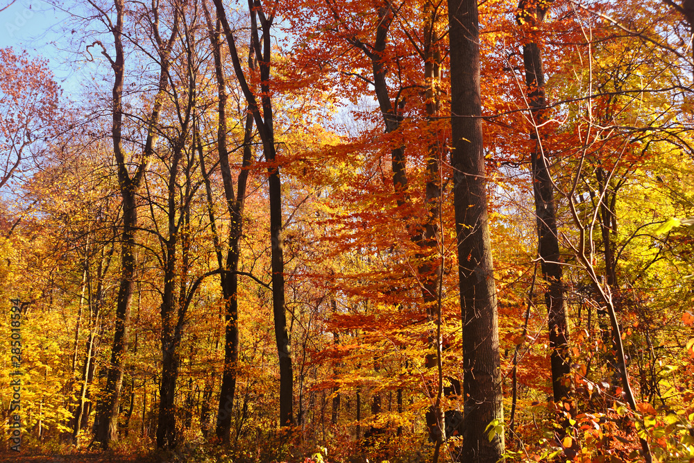 Fototapeta premium Landschaft 743